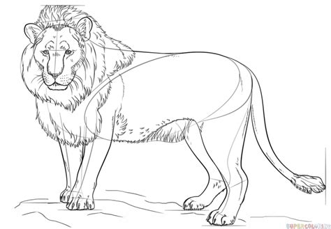 Draw the details of the face. How to draw a lion | Step by step Drawing tutorials