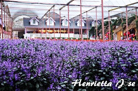 Why is it so popular? Hati dan Bicaranya: Travelog Pahang : Lavender Garden ...