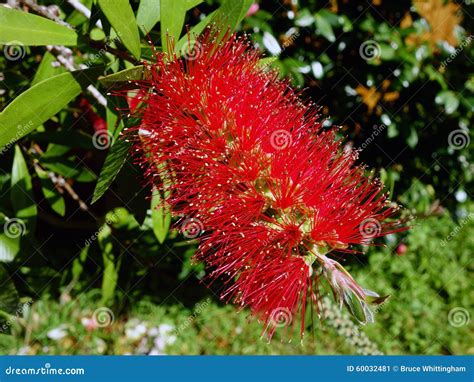 Red Bottle Brush Flower Stock Image Image Of Plant Brush 60032481