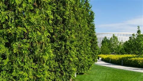 Thuja Green Giant Pruning Guide How To When To And Tips