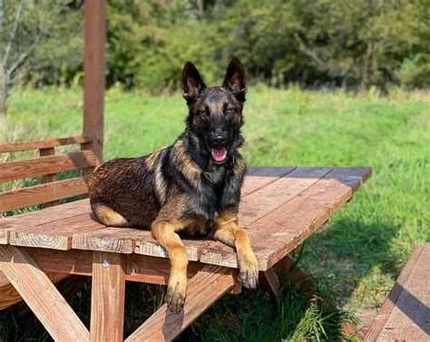 Top 10 German Shepherd And Belgian Malinois Mix You Need To Know
