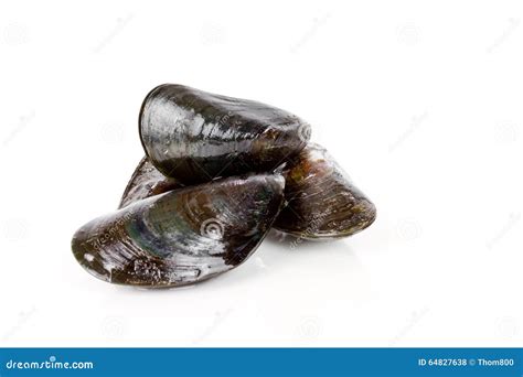 Fresh Mussels Stock Photo Image Of Close Blue Gourmet 64827638