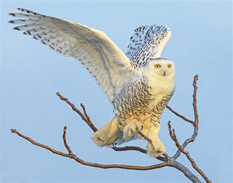 Shipping address directory to find a u.s. Snow Birds: 10 Birds to Look for in Winter - Cool Green ...
