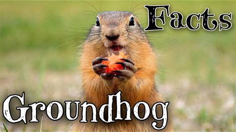 Groundhogs Why Groundhogs Supposedly Predict The Weather On Groundhog