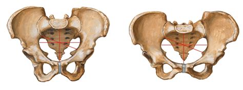 Male And Female Pelves Diagram Quizlet