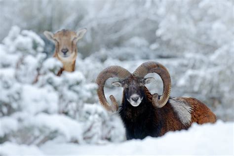 Male And Female Of Mouflon Ovis Orientalis Winter Scene With Snow In