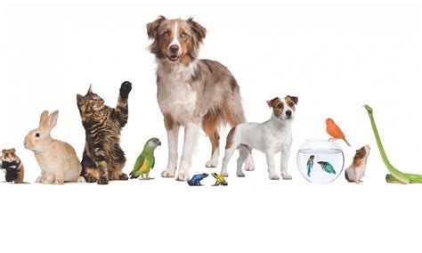 Any Pet Sitting and Walking Service - No animal too large ...
