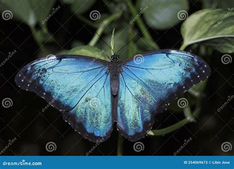 Blue Morpho May Refer To Several Species Of Distinctly Blue Butterfly
