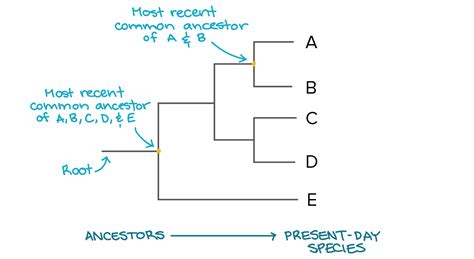 Solved How Do You Construct A Phylogenetic Tree For The Data Table