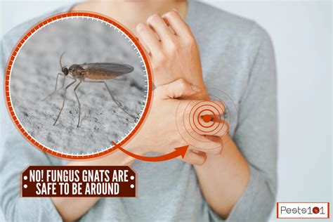 Do Fungus Gnats Bite Humans