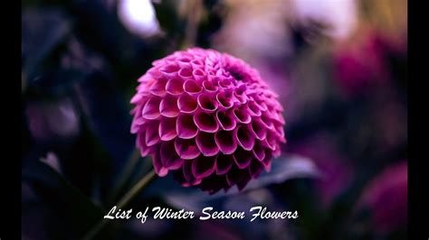 List Of Winter Season Flowers 70 Plus Different Varieties