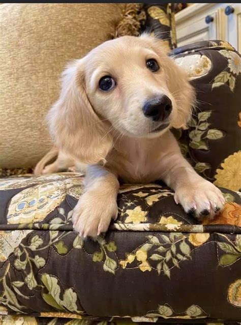 English Cream Miniature Dachshund Puppies For Sale Crème Of The Crop