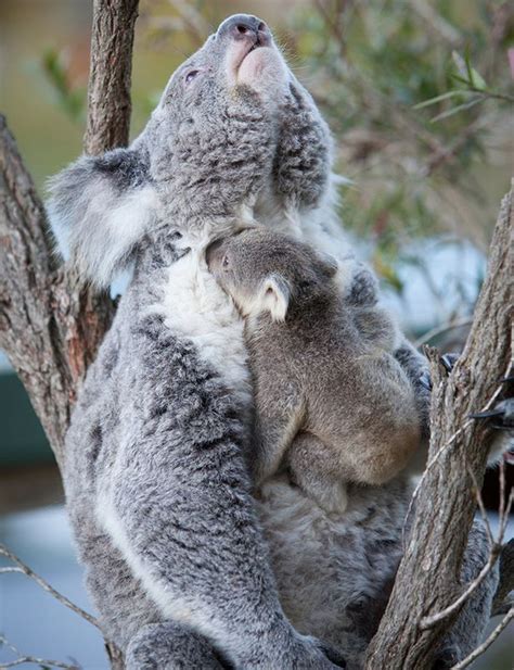 Watch Mum And Baby Koala Bear Share Their First Hug In