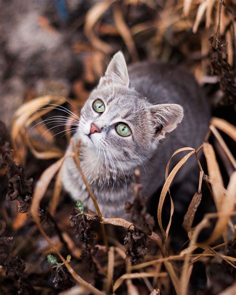 Cat Photography Tips And Ideas Take Purr Fect Pics Of Your Friend