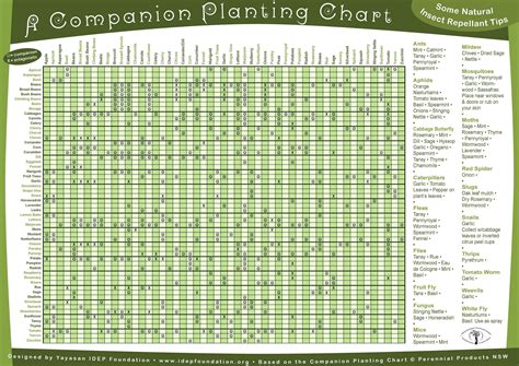 Companion Planting Table Rcoolguides