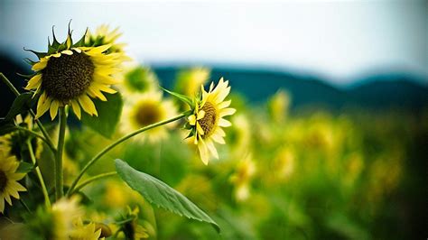 Download 1366x768 hd wallpapers - SF Wallpaper All wallpapers with 1366x768 resolution are listed here for download to apply in phones and desktop backgrounds.