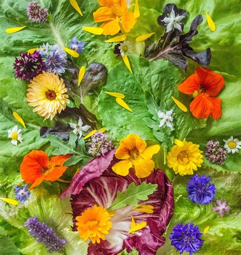 Crunchy leaves and flowers can be consumed in salads: Look at our list of Edible Flowers! https://www ...