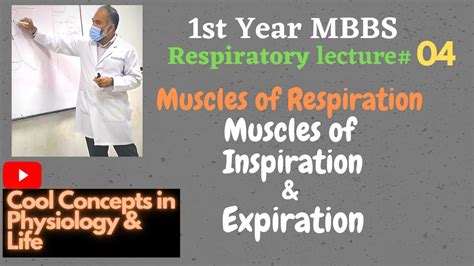 4 Muscles Of Respiration Muscle Of Inspiration Expiration 1st