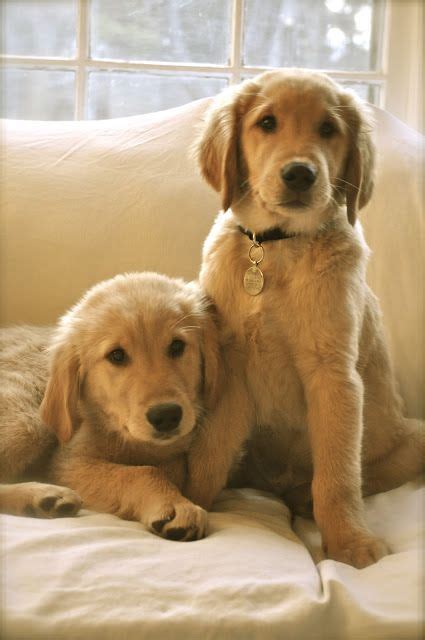 1000 Images About Sweet Goldens 2 On Pinterest Service Dogs Pets