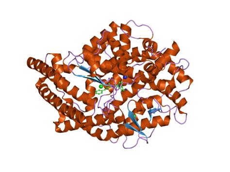 This narrowing can cause high blood pressure and force. Angiotensin-converting enzyme - Wikiwand