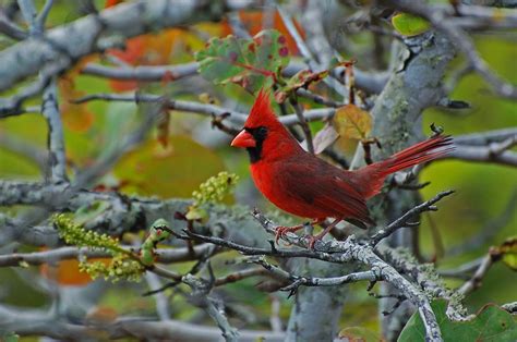 West Virginia State Bird Northern Cardinal West Virginia State Bird