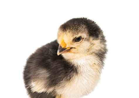 Little Newborn Baby Chicken Stock Image Image Of Hatch Beginning
