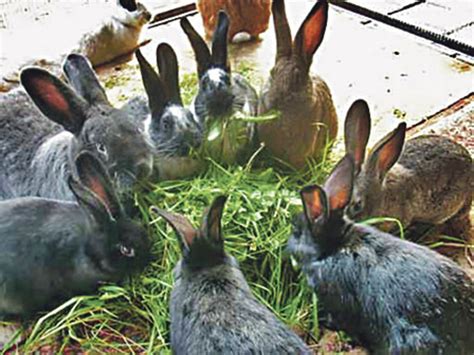 In unserem forum suchen einige kaninchen ihr glück: Hund, Katze, Maus: Kaninchen und Meerschweinchen suchen ...