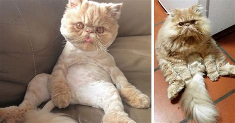 Everybody has his own way. My Cat Sits Like A Human And Always Sticks His Tongue Out ...