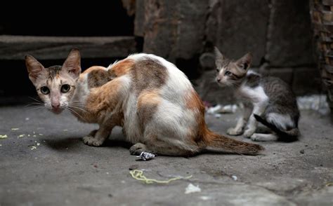 Do Indoor Cats Need Rabies Shots In Pa Cat Meme Stock Pictures And Photos