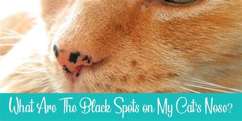 Black Crust On Cat Nose Serious Health Concern