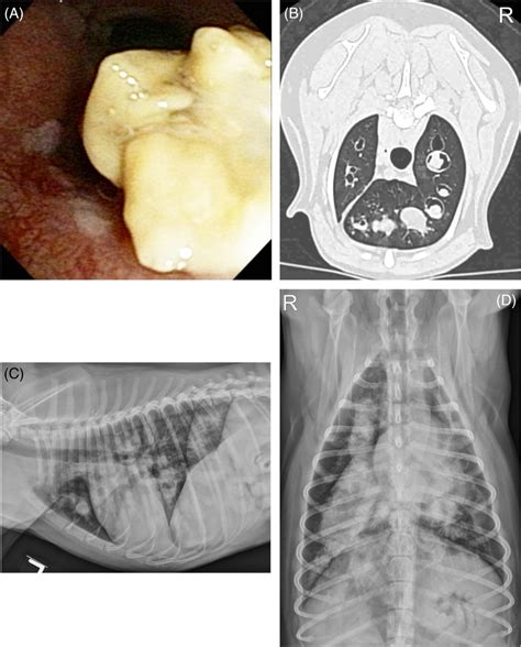 Bronchoscopic A And Ct Image B From A Dog With Eosinophilic