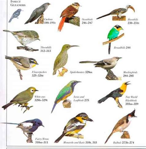 Migrating Birds List South America Bird Watching Blog