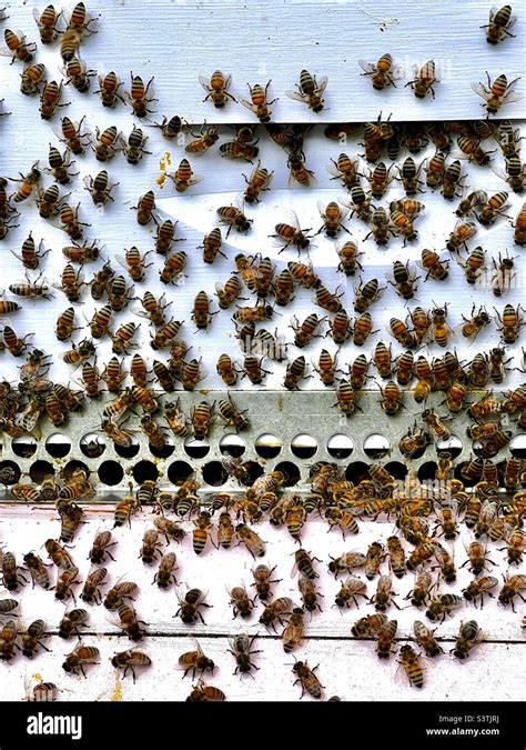 Honey Bees Working On There Hive Stock Photo Alamy