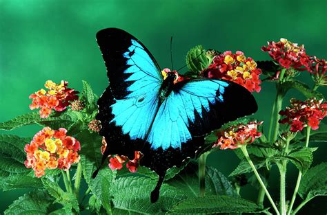 Ulysses Butterfly Papilio Ulysses Photograph By Michael And Patricia Fogden