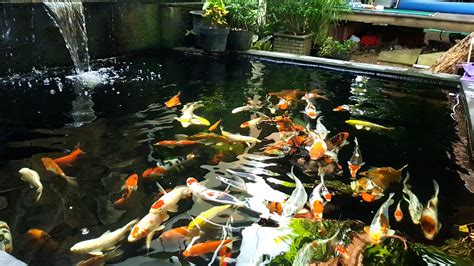 Benda apa saja yang ditemukan. Agar Kolam Koi Selalu Jernih - 6 Poin Cara Merawat Kolam ...