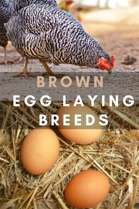Chickens That Lay Brown Eggs The Hens Loft Brown Eggs Egg Laying Hens Egg Laying Breeds