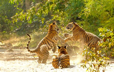 Tiger Playing In Bandhavgarh National Park With Images Tourism