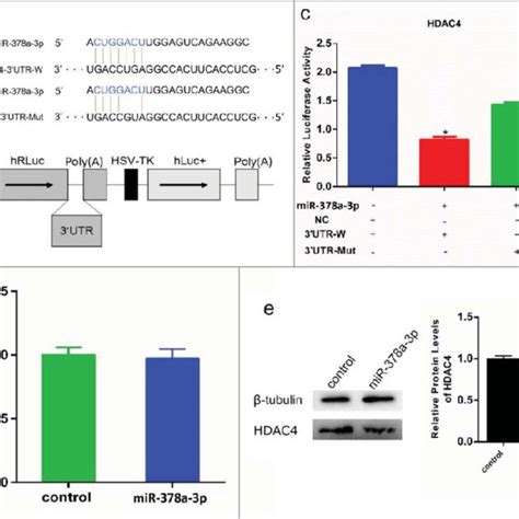 mir 378a 3p directly targets hdac4 gene a sequence of mir 378a 3p download scientific