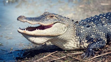 Are Alligators Bulletproof How Thick Is Alligator Skin