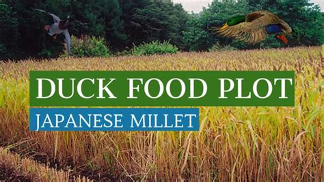 Duck Hunting Food Plot Japanese Millet Youtube