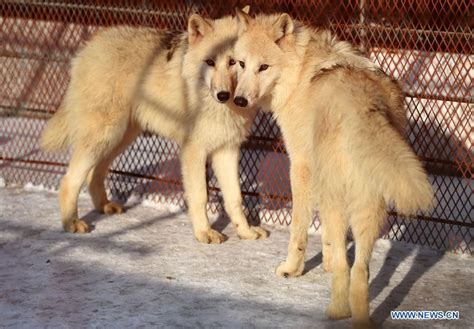 Five Arctic Wolves From Serbia Introduced To Park In Heilongjiang 47
