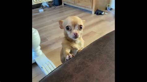 Chihuahua Com Carinha De Pid O Cachorro Carente Youtube