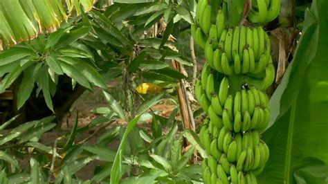 The End Of Bananas As We Know Them Pbs Newshour Thirteen New