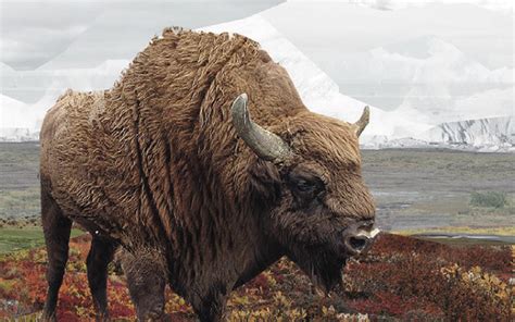 9300 Year Old Frozen Steppe Bison Found In Siberia