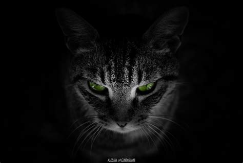 Gray And Black Tabby Cat Cat Animals Black Background Green Eyes Hd