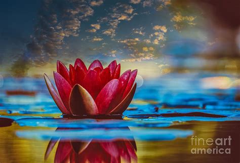 Red Water Lily Digital Art By Steven Parker Fine Art America