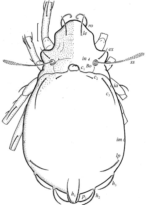 Arthrodamaeus Italicus Tritonymph Dorsal Aspect Legs Partially