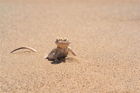 Premium Photo Desert Lizard Toadhead Agama Half Burrowing In The Sand