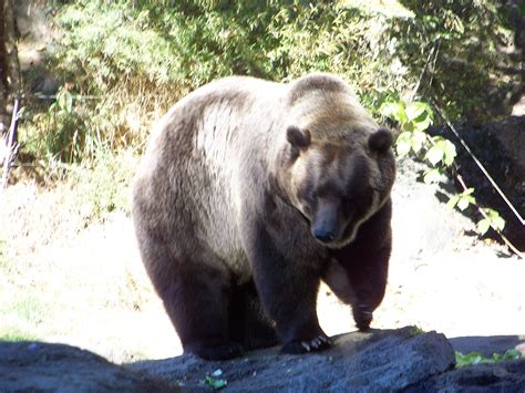 Bear At Northwest Trek Bear Brown Bear Trek