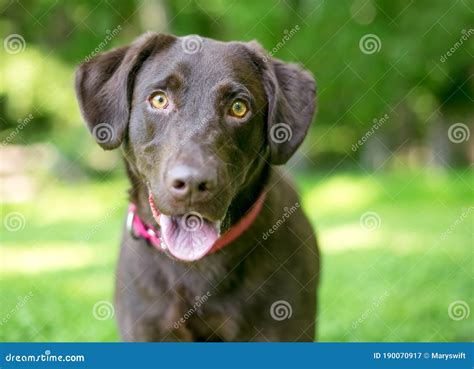 A Happy Chocolate Labrador Retriever Dog Outdoors Stock Image Image